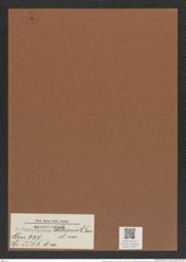 Actinoptychus hittianus C. Jan. (de-Toni-Nr.: Genus 227, Species 5546) Zeichnungen Sammlung Grunow Mappe 05307 (Herbarium_W_Grunow_drawings_Folder_05307)